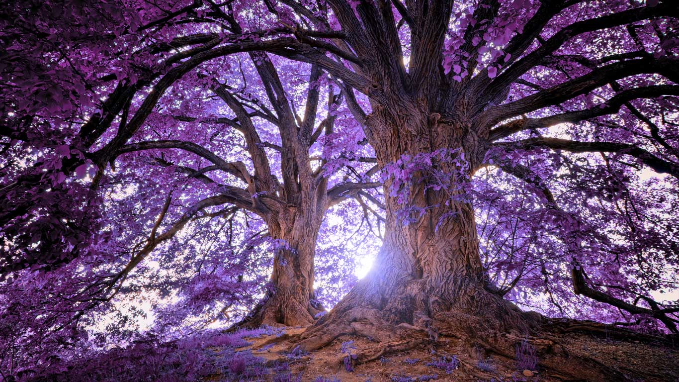 Purple-Tree